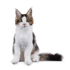Obraz premium Maine Coon cat kitten sitting up facing front. Looking straight to camera. Isolated on a white background