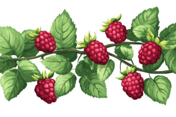 Red raspberry branch with green leaves isolated on transparent background. Raspberry with leaves isolated on white background.