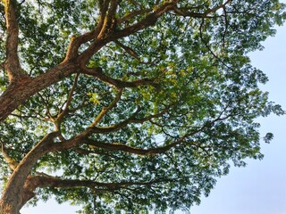Rain trees have the benefits of absorbing carbon dioxide, preventing erosion, maintaining water reserves, providing wood for furniture, helping cool the air in urban areas and providing tranquility an