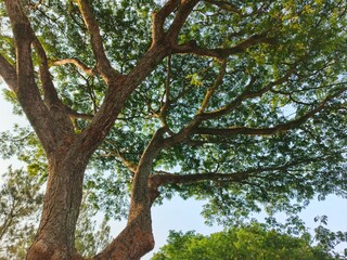 Rain trees have the benefits of absorbing carbon dioxide, preventing erosion, maintaining water reserves, providing wood for furniture, helping cool the air in urban areas and providing tranquility an