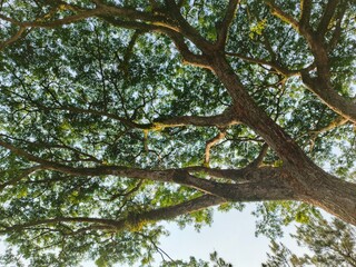 Rain trees have the benefits of absorbing carbon dioxide, preventing erosion, maintaining water reserves, providing wood for furniture, helping cool the air in urban areas and providing tranquility an