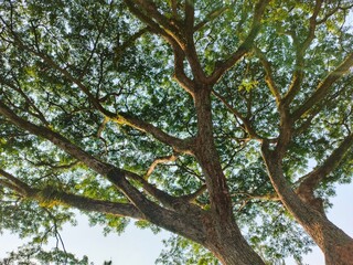 Rain trees have the benefits of absorbing carbon dioxide, preventing erosion, maintaining water reserves, providing wood for furniture, helping cool the air in urban areas and providing tranquility an