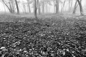 落葉の絨毯が広がる森