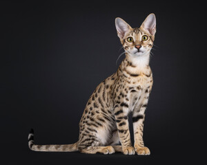 Young Savannah cat sitting up side ways, looking towards camera. Isolated on a black background