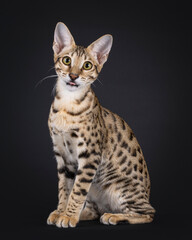Young Savannah cat sitting up side ways, while sticking out tongue. Looking straight to camera. Isolated on a black background