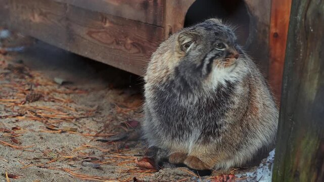 fluffy Pallas's cat with bright yellow eyes stares intently at the camera. The cat is sitting near a wooden structure, creating a rustic setting