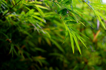 Lush Green Bamboo Leaves Swaying in Tropical Forest - Fresh Young Bamboo Foliage Moving Gently in Natural Garden Breeze
