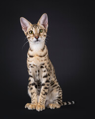 Obraz premium Young Savannah cat sitting up facing front, looking straight to camera. Isolated on a black background