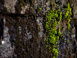 Vibrant Green Moss Growing on Old Concrete Wall Texture - Natural Lichen and Moss Close-Up Macro