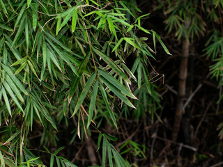 Fresh Green Bamboo Leaves Close-Up - Natural Foliage Texture Background for Zen and Asian Themes