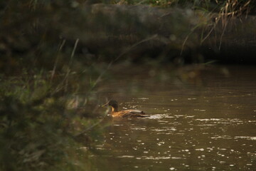 Wild ducks or Mallard ducks (anas platyrhynchos) swimming on a river, Czech republic 