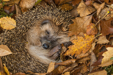 Sleeping Hedgehog Under Autumn Leaves