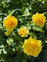 Yellow roses in the garden.