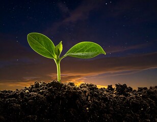 A young sprout reaching for the night sky, growing from dark soil