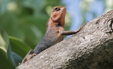 Bearded Dragon On Tree Branch Basking In Sunshine