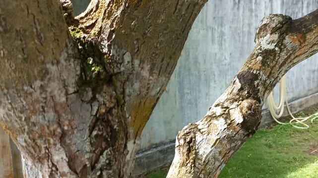 Sapodilla tree with some fruits on the branch