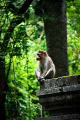 “Surrounded by the lush Western Ghats and wrapped in the soothing melody of falling water, kerala Falls and lakes are pure therapy for the soul.