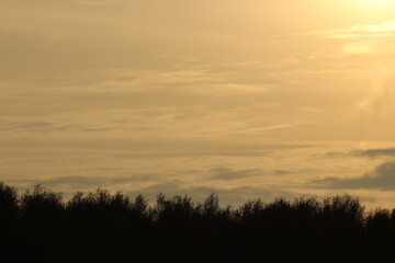 Obraz premium Beautiful golden sunset over the trees with golden clouds 