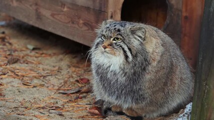 A fluffy Pallas's cat sits on sandy ground, its intense yellow eyes and dense grey fur creating a captivating, grumpy-looking portrait near a wooden shelter - Powered by Adobe