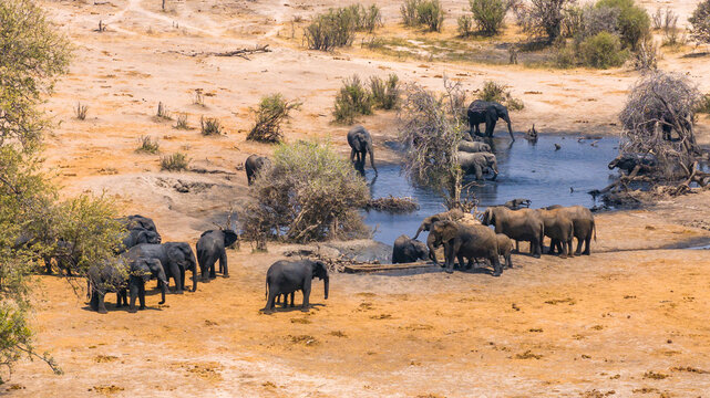 Aerial view of elephants gathering at a waterhole, their dark shapes contrasting with the dry, sun-baked earth of Masuma, Hwange National Park, Matabeleland North Province, Zimbabwe.
