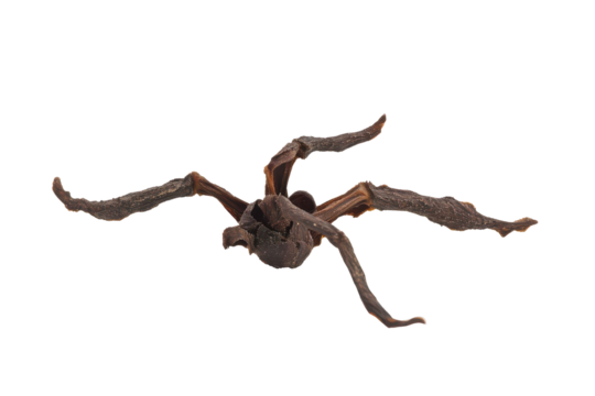 Dried clove isolated on transparent background. Clove isolated on white background.