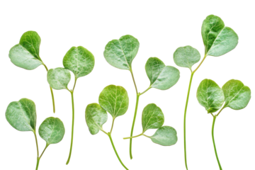 Collection of various coriander leaves isolated on transparent background. Coriander leaves isolated on white background.