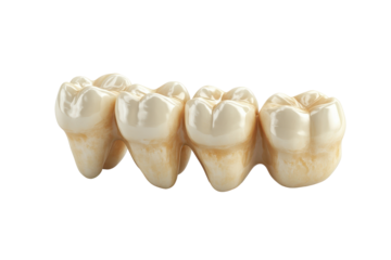 Dental premolar teeth isolated on transparent background. Dental 3d model of premolar tooth isolated on white background.