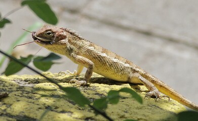 Young Brown Lizard Perched on Mossy Rock in Sunlit Garden 