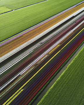 Aerial view of vibrant tulip fields bursting with color create a stunning display of natural beauty, transforming the landscape into a painter's palette, Netherlands.