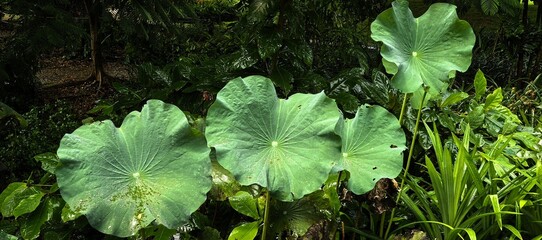 Large green lotus leaves in a lush tropical garden setting
