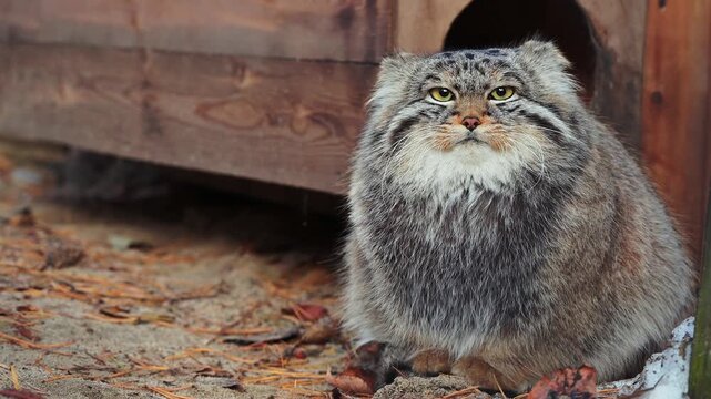 round, fluffy Pallas's cat Manul sits serenely on sandy ground, its intense yellow eyes and dense grey fur creating a captivating, almost grumpy portrait