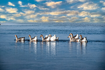 ducks on the sea of chaouen
