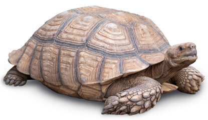 The Sulcata tortoise isolated on white background, African Spurred Tortoise or Sulcata tortoise PNG File.
