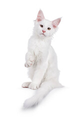 White Maine Coon cat kitten, sitting up facing front. Looking to camera, with paw lifted like...