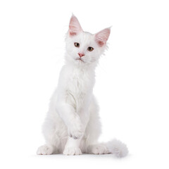 White Maine Coon cat kitten, sitting up facing front. Looking to camera, with paw playfully lifted. Isolated on a white background