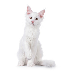 Obraz premium White Maine Coon cat kitten on white