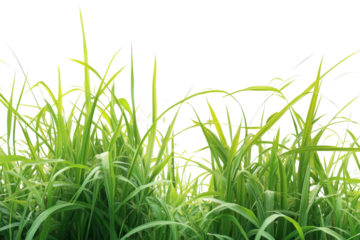 Green grass stalks with seed heads isolated on transparent background. Close up of a green grass stalk with seed heads isolated on white background.