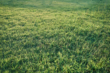 Green Grass Texture in Warm Evening Light