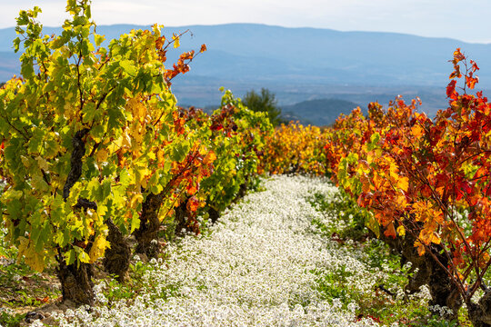 Vineyard hillside in Rioja during autumn harvest with grape vines glowing under warm sunset light near traditional winery building surrounded by rustic wine landscape and vintage atmosphere