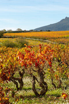 Wide panoramic view of Rioja vineyard landscape during autumn harvest season showing vine rows, grape clusters and local winery glowing in golden light symbolizing wine heritage and tradition