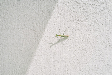 Green Insect on White Textured Wall with Shadow