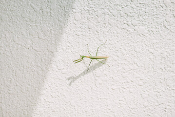 Green Insect on White Textured Wall with Shadow