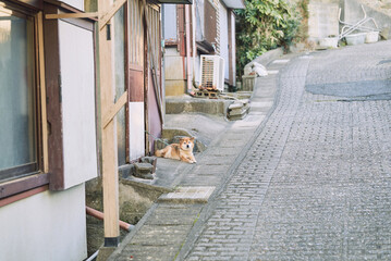 Shiba Inu Dog Sitting by an Old Japanese House
