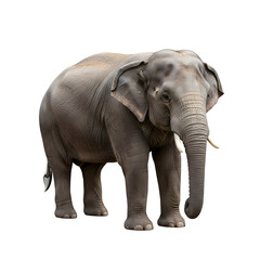 Adorable realistic elephant standing sideways and looking at the camera on white background, full body, perfect for wildlife, zoo, or nature concepts.