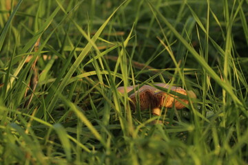 Surprise Web-cap - Cortinarius semisanguineus