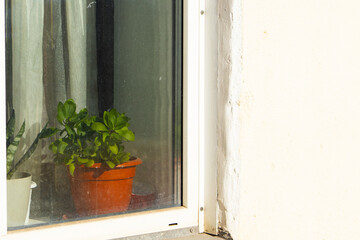 Indoor Houseplant in Sunny Window with Bright Copy Space