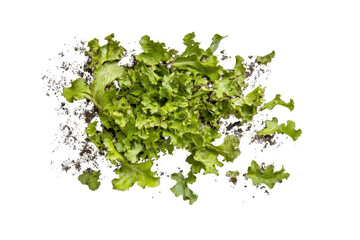 Crisp green oak lettuce leaves isolated on transparent background. Green oak lettuce isolated on white background.
