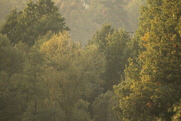 Trees in a sunny fog natural background 