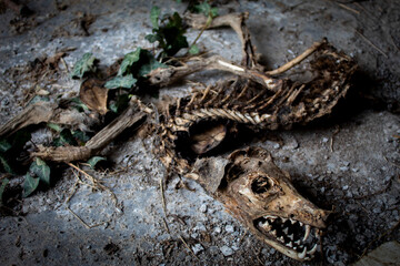 scheletro di cane morto