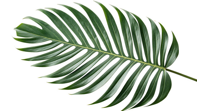 Tropical elegance palm leaf cut out on PNG. AI GENERATED.
